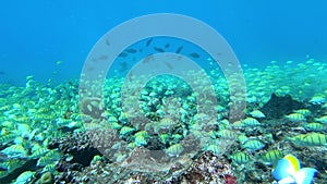 School of tuna fish on blue background of sea underwater in search of food.