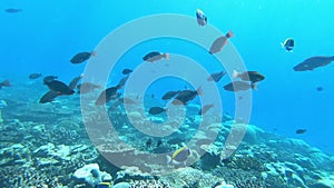 School of tuna fish on blue background of sea underwater in search of food.