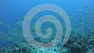 School of tuna fish on blue background of sea underwater in search of food.