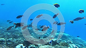 School of tuna fish on blue background of sea underwater in search of food.