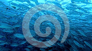 School of tuna fish on blue background of sea underwater in search of food.