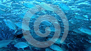 School of tuna fish on blue background of sea underwater in search of food.