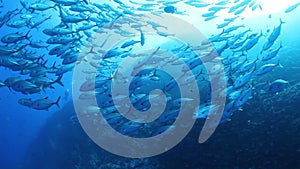 School of tuna fish on blue background of sea underwater in search of food.