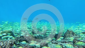 School of tuna fish on blue background of sea underwater in search of food.