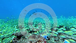 School of tuna fish on blue background of sea underwater in search of food.