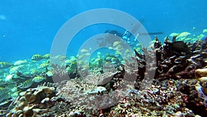 School of tuna fish on blue background of sea underwater in search of food.