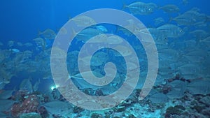 School of tuna fish on blue background of sea underwater in search of food.