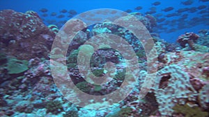 School of tuna fish on blue background of sea underwater in search of food.