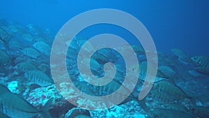 School of tuna fish on blue background of sea underwater in search of food.