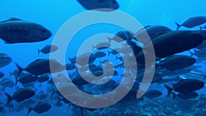 School of tuna fish on blue background of sea underwater in search of food.