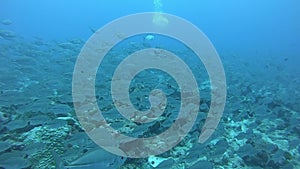 School of tuna fish on blue background of sea underwater in search of food.