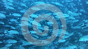 School of tuna fish on blue background of sea underwater in search of food.