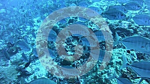 School of tuna fish on blue background of sea underwater in search of food.