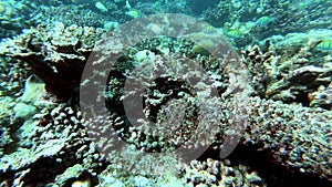 School of tuna fish on blue background of sea underwater in search of food. Slow motion shot.