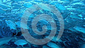 School of tuna fish on blue background of sea underwater in search of food. Slow motion shot.