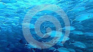 School of tuna fish on blue background of sea underwater in search of food. Slow motion shot.