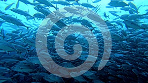 School of tuna fish on blue background of sea underwater in search of food. Slow motion shot.