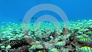 School of tuna fish on blue background of sea underwater in search of food. Slow motion shot.