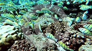 School of tuna fish on blue background of sea underwater in search of food. Slow motion shot.