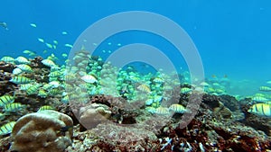 School of tuna fish on blue background of sea underwater in search of food. Slow motion shot.