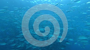 School of tuna fish on blue background of sea underwater in search of food. Slow motion shot.