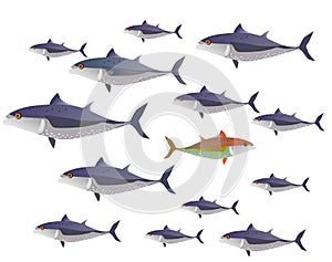 School of tuna fish, one fish swimming upstream. The concept of being different.