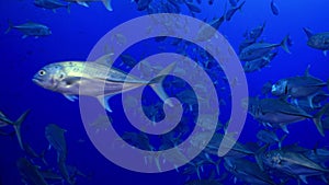 School Tuna fish swims in reef and in blue sea.