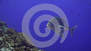 School Tuna fish swims in reef and in blue sea.