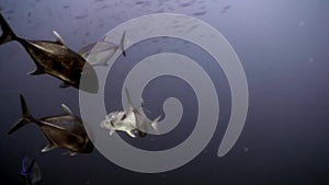 School of tuna fish tunny underwater in search of food in Maldives.