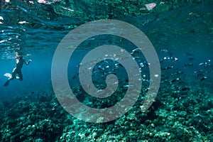 School of tuna fish and woman snorkeling in transparent ocean