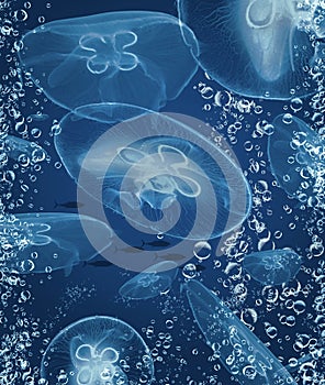 A school of tuna  and a group of moon jellyfish are seen