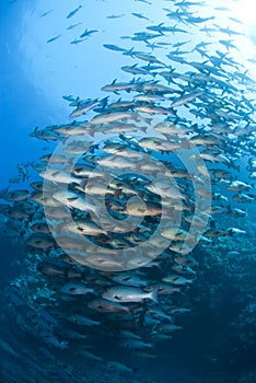 School of Twinspot snapper, blue background.