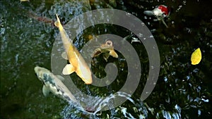 School of Vivid Color Amur Carp Swimming Happily in a Koi Pond