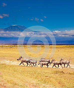 School of warthogs over Kilimanjaro mountain Kenya