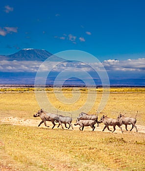 School of warthogs over Kilimanjaro mountain Kenya photo