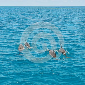 School of wild dolphins swimming in Maldives