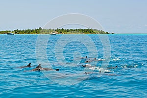 School of wild dolphins swimming in Maldives