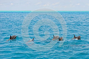 School of wild dolphins swimming in Maldives