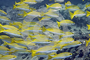 A school of yellow-and-blue perch Lutjanus kasmira fish swim over a coral reef