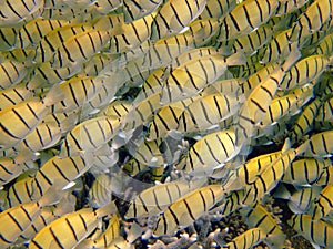 School of yellow damselfish, Mirihi, Maldives