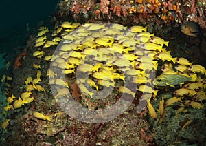 School of yellow fish