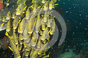 School of yellow fish