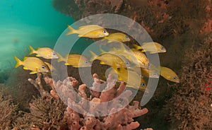 A school of yellow fish underneath a pier.