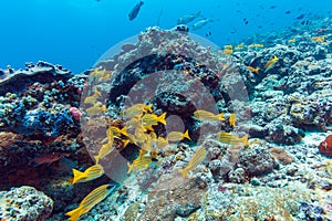 School of Yellow Fishes, Maldives photo