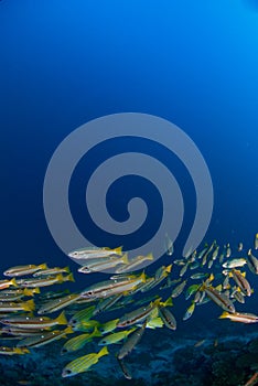 School of yellow snappers