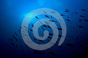 School of yellow snappers