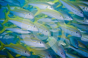 School of Yellow Snappers