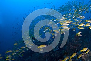 School of yellow snappers over reef. Indonesia Sulawesi Lembehst