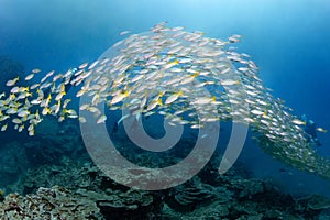 School of yellow stripe trevally fish swimming in Andaman Sea