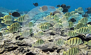 School of Yellow Striped Convict Tang Reef Fish Underwater